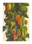 Винтажные листья хмеля