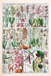 Vintage illustration flowers art