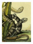 Vintage Illustration Art Snake
