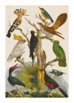 Vintage illustration art birds