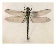 蜻蜓艺术的复古插图