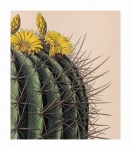 Vintage Kaktus Blüten Illustration