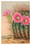 Vintage cactus flowers illustration