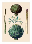 Vintage Art Artichoke Asparagus