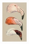 Retrato de flamingos de arte vintage