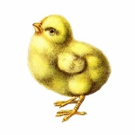 Vintage kunst Easter Chick Chick