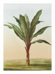 Vintage art palm tree illustration