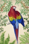 Ara papuga w stylu vintage