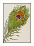 Vintage Art Peacock Feather Feather