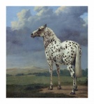Vintage Art Horse Appaloosa