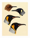 Vintage Art Birds Penguins