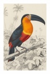 Arte vintage pássaros tucano