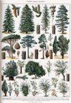 Vintage plakát stromy botanické