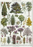 Affiche vintage arbres botanique