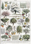 Vintage poster bomen botanisch