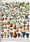 Vintage Poster Fruit Fruits