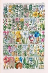 Vintage Poster Wildflowers Botanical