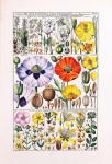 Cartaz vintage flores silvestres botânic