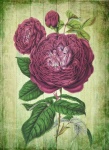 Vintage Rose Flower Poster