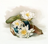Vintage Water Lilies Old Illustration