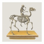 Cavallo umano scheletro vintage