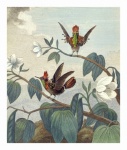 Vintage pták kolibřík ilustrace