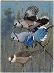 Vintage Vogel Kunst Malerei