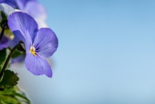 Pansy, Purple Flower, Plant