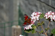 Papillon paon, insecte