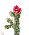 Walkingstick Cholla Cactus