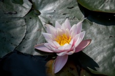 Water Lily, Pink Water Lily