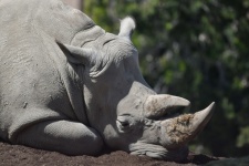 Weißes Nashorn schläft