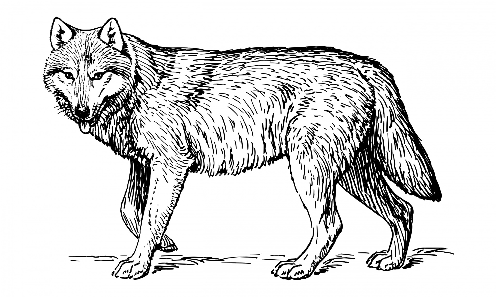 Clip Art Wolf Illustration Free Stock Photo - Public Domain Pictures