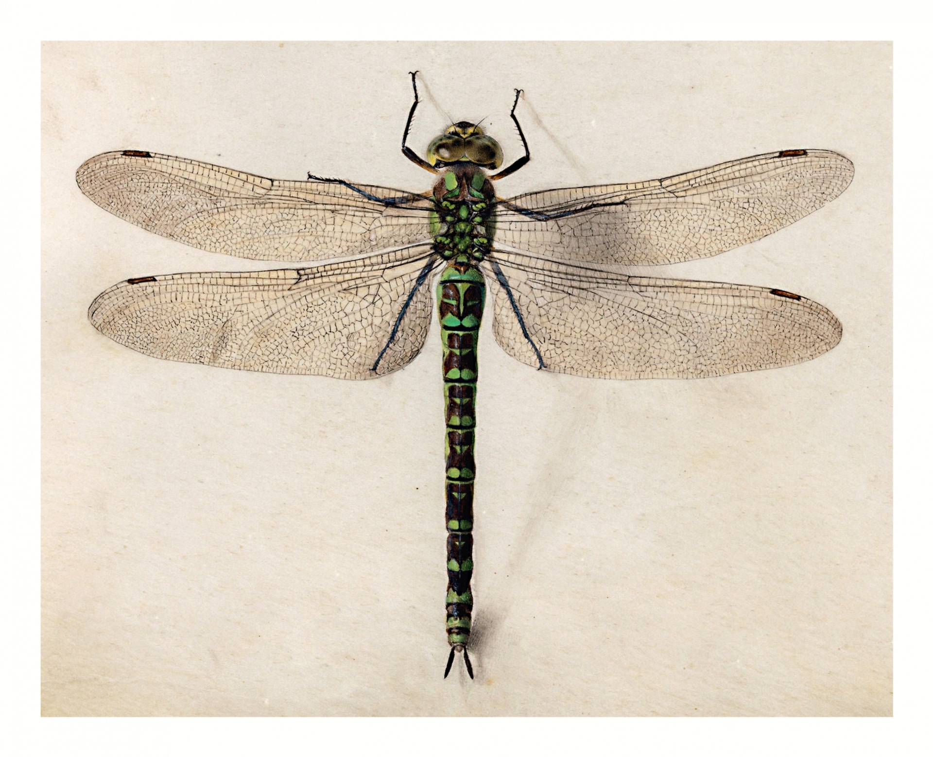 Vintage Illustration Dragonfly Art