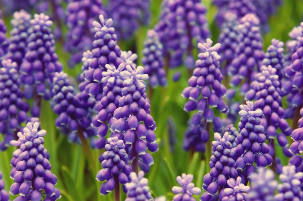 Grape Hyacinth Spring Flowers Free Stock Photo - Public Domain Pictures