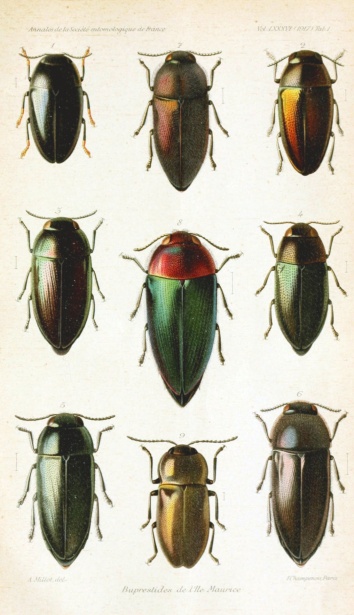 Vintage Art Illustration Beetle Free Stock Photo - Public Domain Pictures