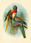 Old vintage parrot art
