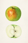 Appels fruit vintage kunst