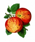 Pictură de artă botanică mere