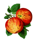 Peinture d'art botanique de pommes