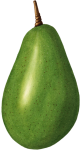 Disegno dell'avocado