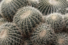 Cactus barril