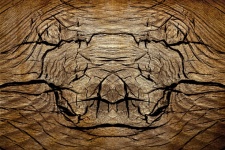 Baumstamm Rinde Holz Gesicht