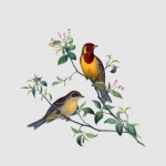 Pasăre, pictură de artă bunting