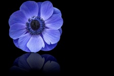 Flor azul, anêmona azul