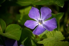Blue flower, Periwinkle