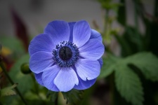 Fleur bleue, Anémone Coronaria