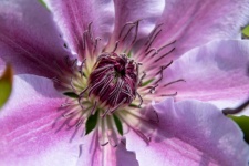 Клематис, фиолетовый цветок
