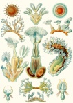 Briozoos por Ernst H. Haeckel