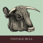 Bull Head Portrait Illustration